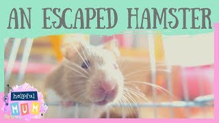 HOW TO CATCH AN ESCAPED HAMSTER | WHAT I WISH I'D KNOWN