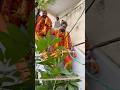 Sandeep Potharaju Sudden Entry With Nagaraj Potraj At Bonalu 2025 Hyderabad Potharaju Bonalu2025 Sandeep Potharaju Sudden Entry With Nagaraj Potraj At Bonalu 2025 Hyderabad Potharaju Bonalu2025