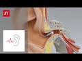 Hearing loss  signia hearing aids