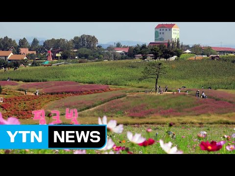 [영상] 핑크빛 가을 / YTN