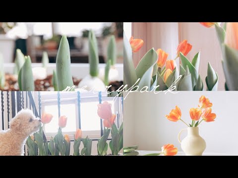 vlog18. 튤립 구근심기에서 수확까지ㅣHow to grow Tulips