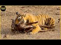 45 moments dhorreur la chasse au tigre vous donne des frissons  moments de la faune