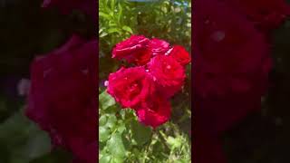 Невероятная красота у меня в саду!! Цветут розы мои #белыерозы