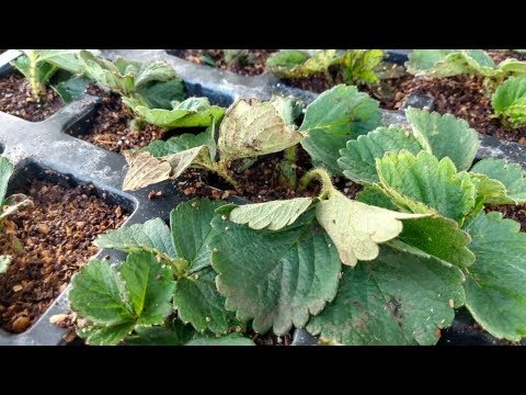 Video: Daño por chinches Lygus - Control de chinches Lygus en plantas de jardín