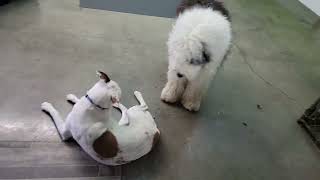 Dogs at Play:#sheepdog #dog #schnoodles