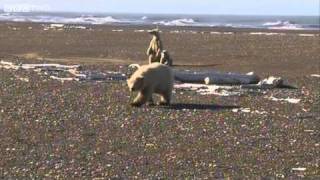 Close Encounter With A Wild Baby Polar Bear  Arctic with Bruce Parry, Alaska  BBC Two