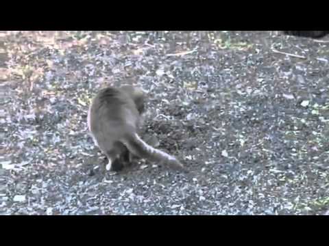 Кот ловит мышь) Кот ловит мышь)