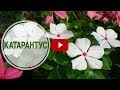 Катарантус ➡ Посадка и уход 🌺 Выращиваем катарантус с hitsadTV