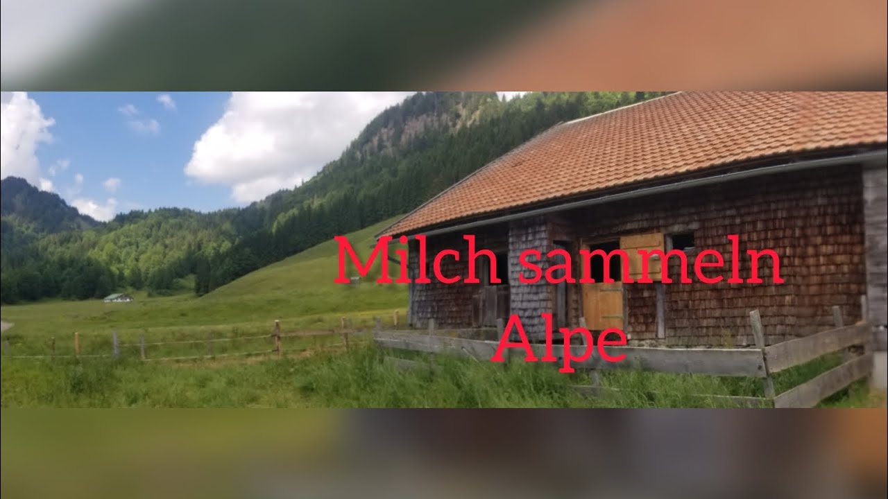 Milch sammeln Alpe - YouTube