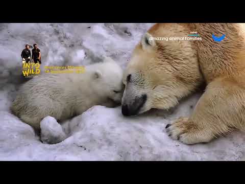 Amazing Animal Families HINDI Animal Planet HD  by shan ali tv
