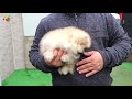 Download Muhteşem tüy yapısıyla Pomeranian yavrumuz Muhteşem tüy yapısıyla Pomeranian yavrumuz