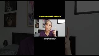 🚨Tienes un perro Viejito?Esto es lo que debes saber ➡️@Amplitud-show #perros #dog #animals #pets