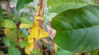 芭樂接枝-加長靠接長度,接合效果比較好喔 芭樂接枝-加長靠接長度,接合效果比較好喔