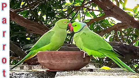 Funny Talking Ringneck Parrot Sound 🦜 Woodpecker call Dove 20 Minutes Parrots feeding  compilation🦜