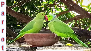 Funny Talking Ringneck Parrot Sound 🦜 Woodpecker call Dove 20 Minutes Parrots feeding  compilation🦜
