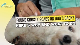 Found Crusty Scabs on Dog’s Back? Here’s Why and What to Do