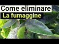 Fumaggine degli agrumi. Come eliminarla in pochi giorni a costo zero (o quasi). Metodo biologico!