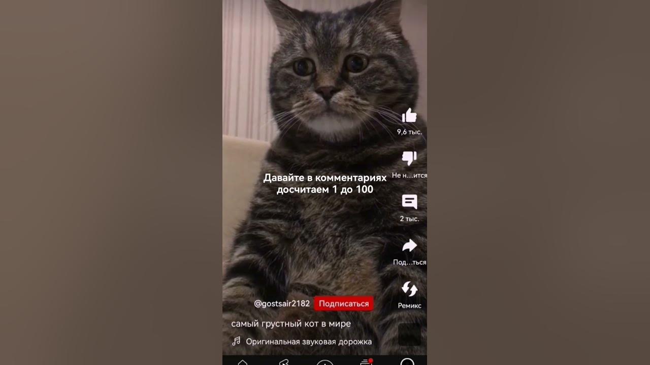 самый грустный котик - YouTube