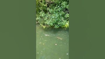 Petit silure curieux 😁 Small catfish curious but not hungry 😂 whopper plopper #fishing #catfish