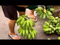 Men throw Bananas | Thai Fruit