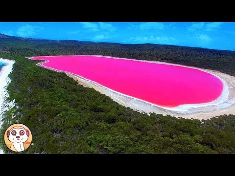 Video: Quanto è Pericoloso Nuotare Sulle Spiagge Di Gelendzhik