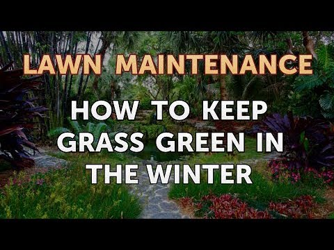How To Keep Grass Green In The Winter Youtube