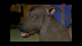 Собаки, изменившие мир 1 я серия 30 01 15 Домашние Животные Собаки, изменившие мир 1 я серия 30 01 15 Домашние Животные