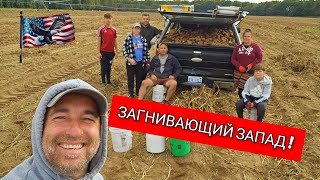 видео: Не САДИЛИ и не КОПАЛИ а просто набрали ! БЕСПЛАТНАЯ КАРТОФЕЛЬ В США!  картинка: Не САДИЛИ и не КОПАЛИ а просто набрали ! БЕСПЛАТНАЯ КАРТОФЕЛЬ В США!