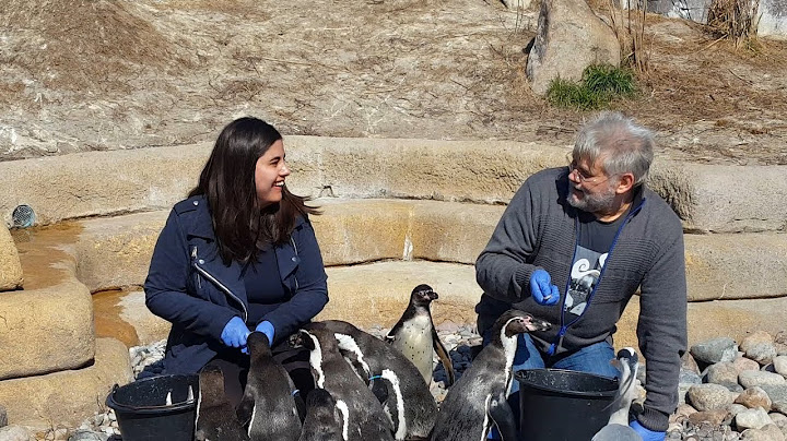 Kom helt tæt på pingvinerne | Copenhagen Zoo