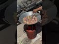 មាន់ស្រែឆាគុលស្លឹកគ្រៃ ថាអត់ទំនងមួយមាត់ទៅ😋😋