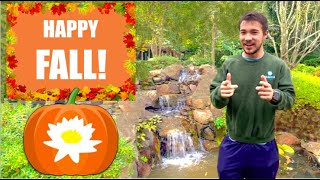 Fall Pond Maintenance