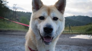 How To Train and Prevent Destructive Behaviors in Akitas
