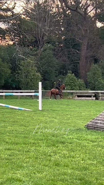 Speedy boy #horse #equestrian #horsegirl #ponyhorse #andy #canter #chestnut #eq #speedy