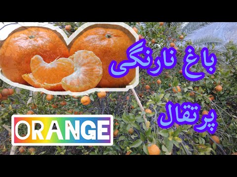 پرتقال ونارنگی در سیاهو در استان هرمزگان   