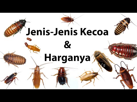 Jenis-Jenis Kecoa Beserta Harganya