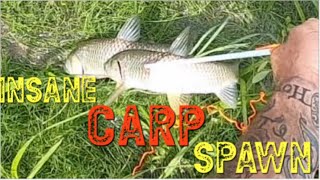 Two carp one shot