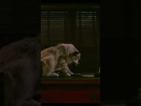 Для кота неплохо | Фильм: Девять жизней / Nine Lives #фильмы #кино #shorts