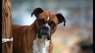 9 Funniest Boxer Videos [NEW] by FunnyClix 708,627 views 6 years ago 2 minutes, 47 seconds