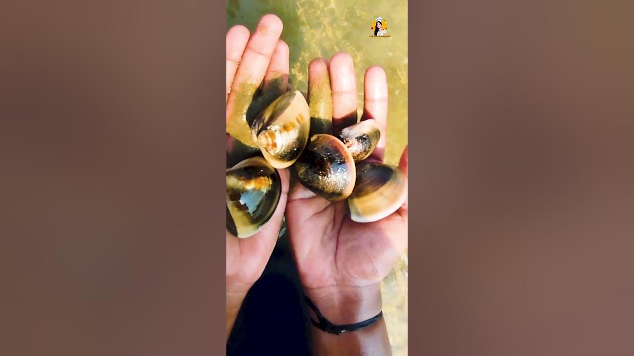 மட்டி கறி சமயல் எப்படி செய்வது clams Recipe in Tamil seafood shorts