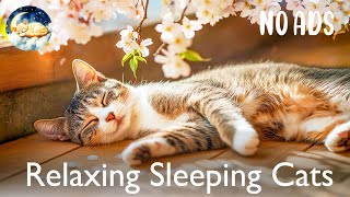 Âm nhạc trị liệu giúp mèo ngủ🐾Âm thanh êm dịu giúp giảm lo lắng khi xa cách😿🎵 Làm dịu những chú mèo screenshot 3