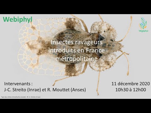 "Insectes ravageurs introduits en France métropolitaine" - Webiphyl du 11/12/2020