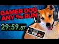 A Dog Plays Video Games Better Than You