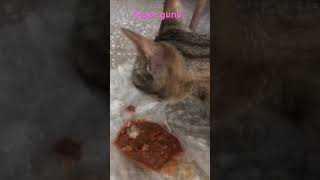 #aşuregunu #yaparsan #kedivideoları #cat #vicdan #dua #huzur #kalp #sadaka #kedi #dunya #çocuklar #
