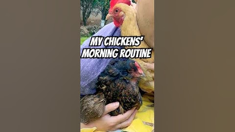 😂🐔 My fancy chickens