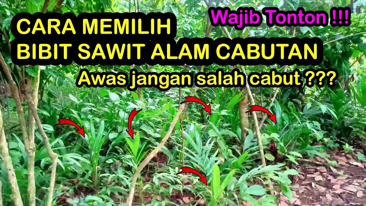 Cara Memilih Bibit Sawit Cabutan Yang Bagus || Bibit Unggul Sawit Alam Liar