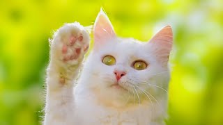 Turkish Angora Kitten  The Cutest Cat Compilation