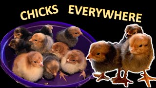 Hatching CHICKS from eBay eggs