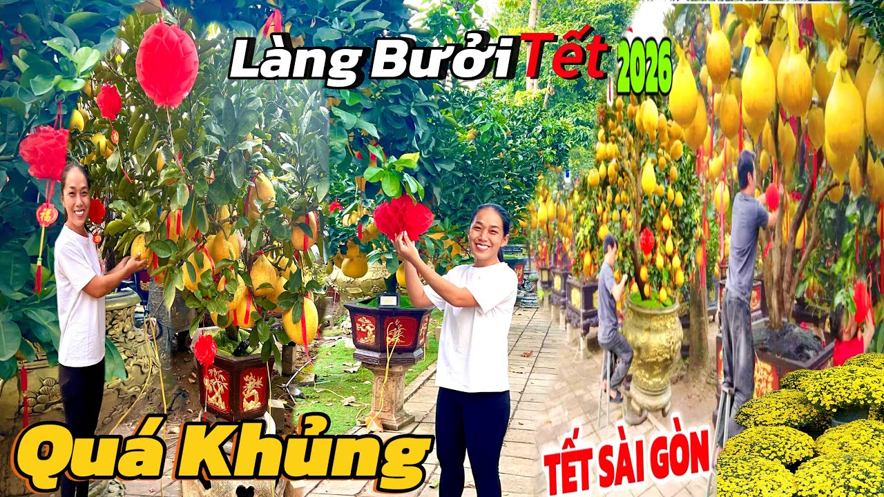 Quá Khủng Bùng Nổ “Làng Bưởi Tết Sài Gòn 2026 “ Rộn Ràng Giá Bưởi Tết Bạc Tỉ 
