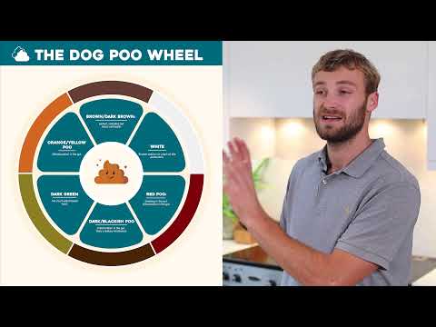 Dog Poo: What can our dog's poo/stools tell us about their health? | Dog Nutrition Lessons | Ep 19.