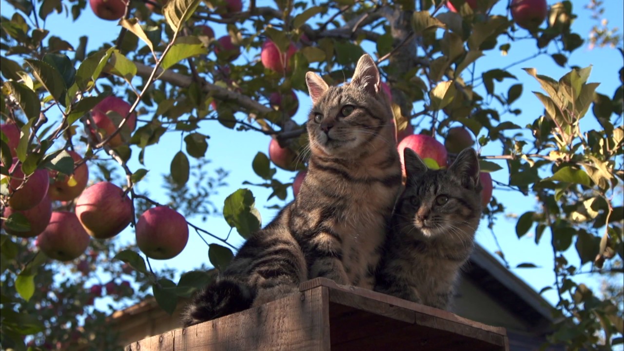 猫を愛し 猫に愛された男 動物写真家 岩合光昭さん 大手小町 猫を愛し 猫に愛された男 動物写真家 岩合光昭さん 大手小町